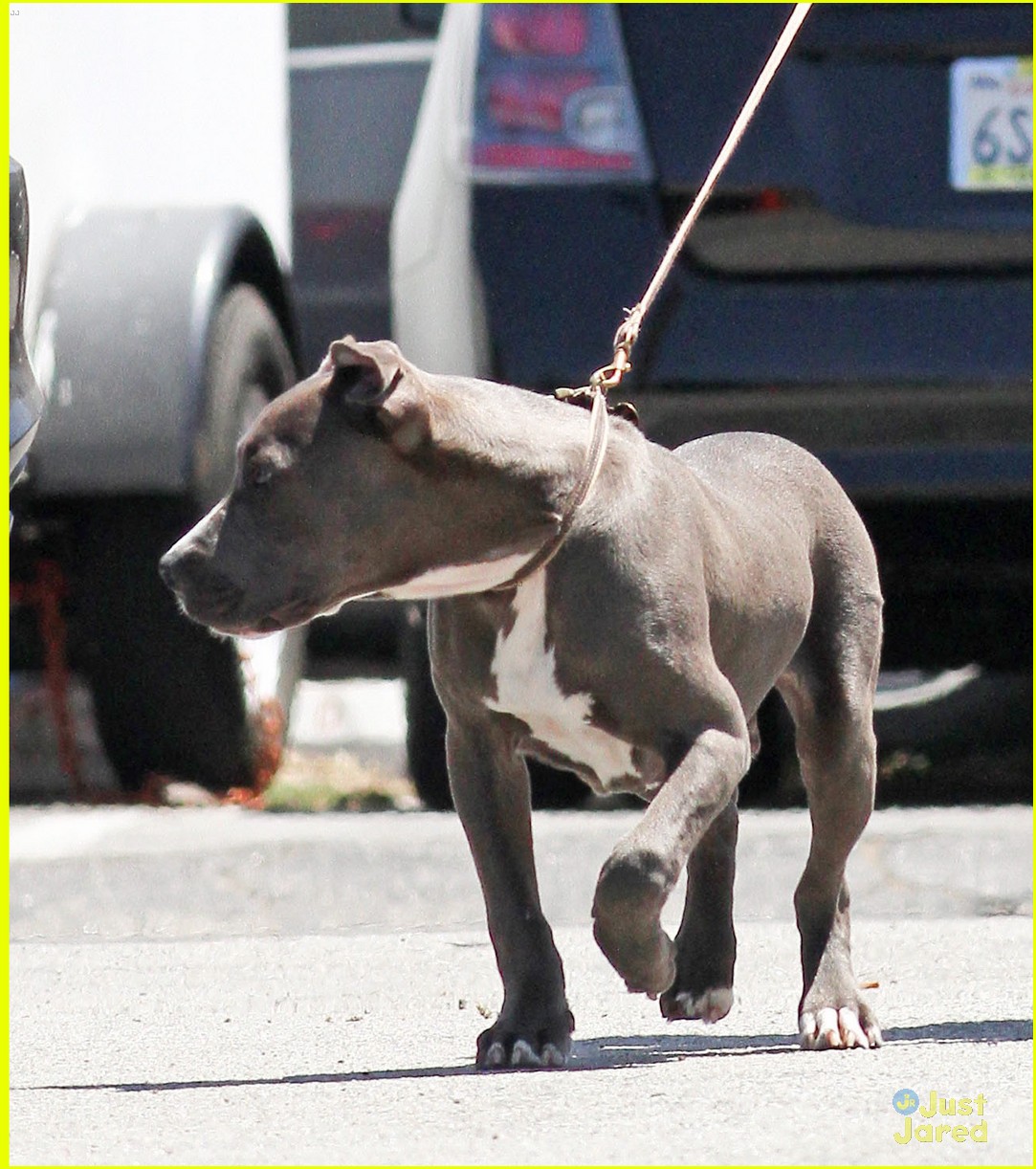 Full Sized Photo of hutcherson dog walk 03 | Josh Hutcherson: Obsessed ...