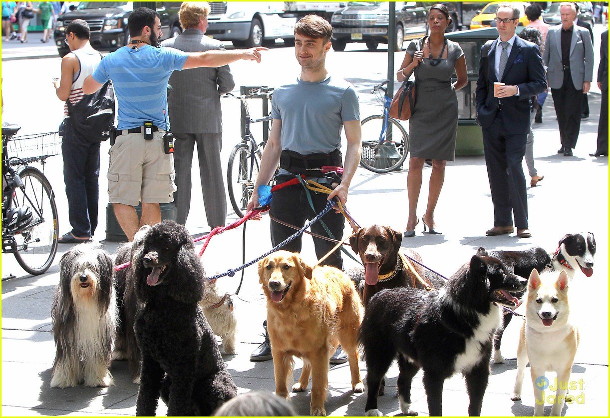 Daniel Radcliffe Walks Multiple Dogs While Filming Trainwreck In