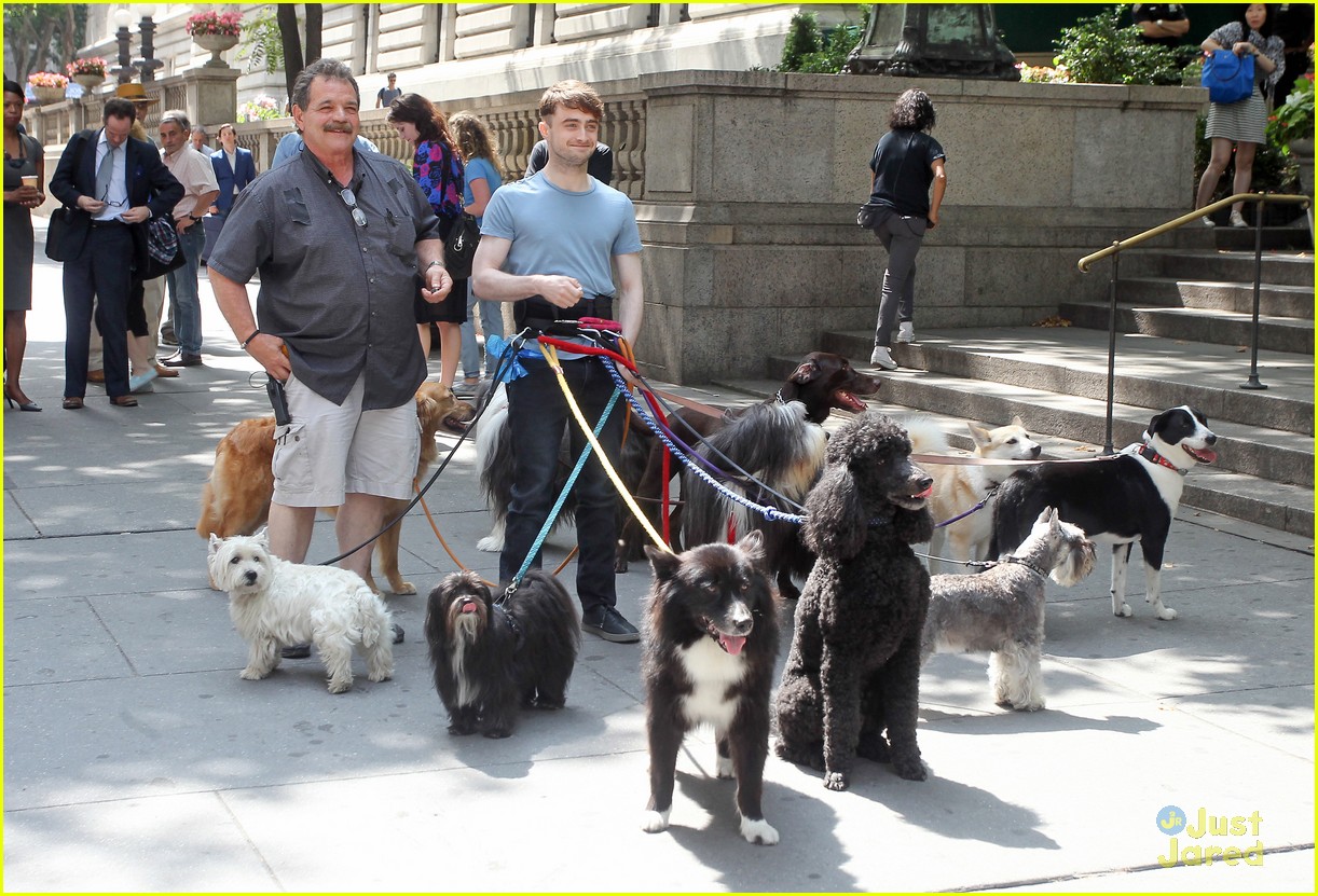 Daniel Radcliffe Walks Multiple Dogs While Filming 'Trainwreck' in