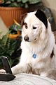 Dog with a Blog Photos, News, and Videos | Just Jared Jr.