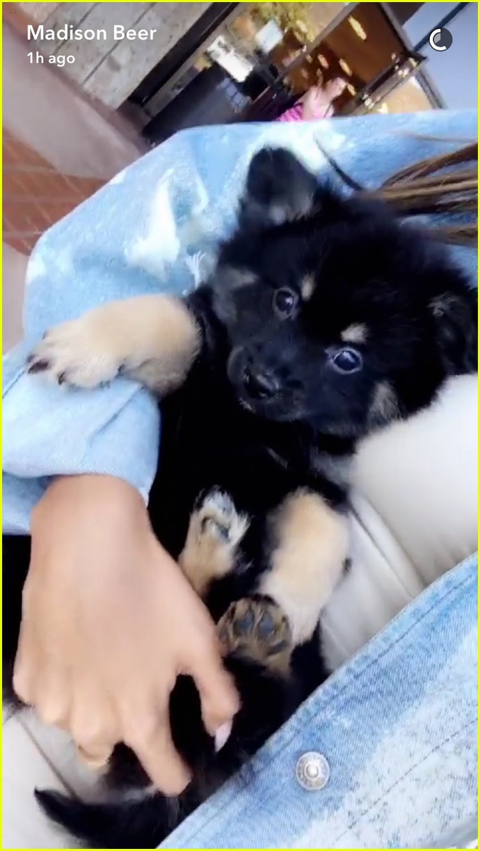 Full Sized Photo of madison beer jack gilinsky puppy cub 02 | Madison