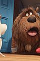 secret life of pets sequel hits theaters in 2018 22