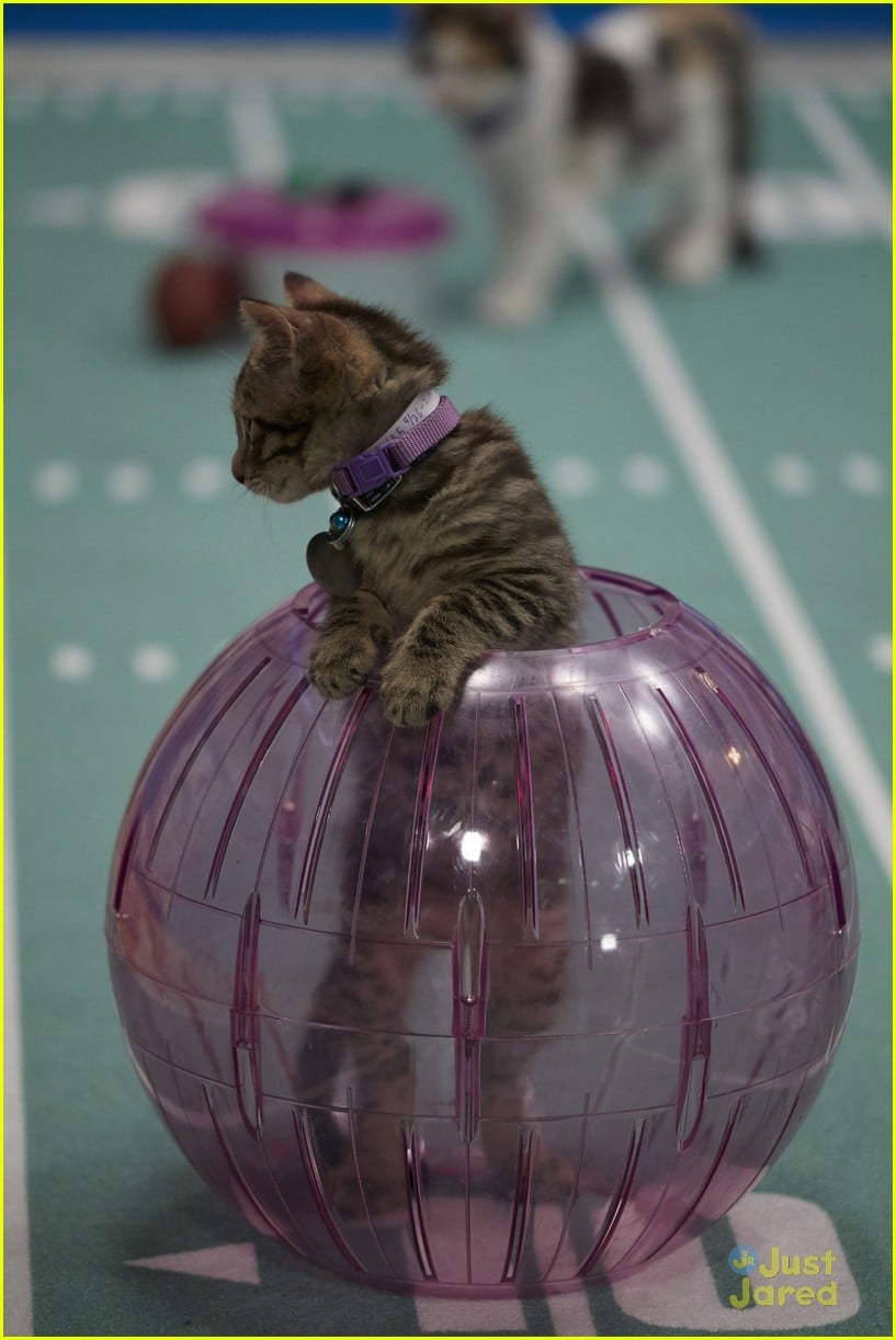 Full Sized Photo Of Kitten Bowl Hallmark Super Bowl Sunday 43 When