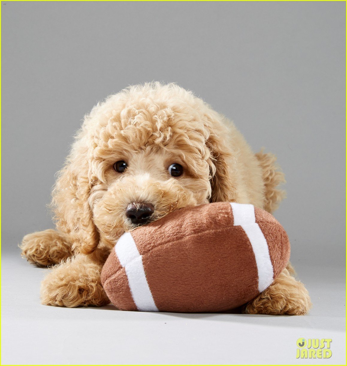When is the Puppy Bowl? Plus, We've Got Photos! | Photo 1066755 - Photo