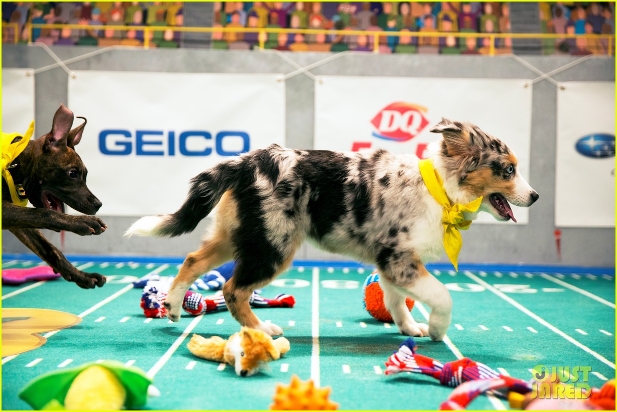 Full Sized Photo of what is the puppy bowl 08 When is the Puppy Bowl
