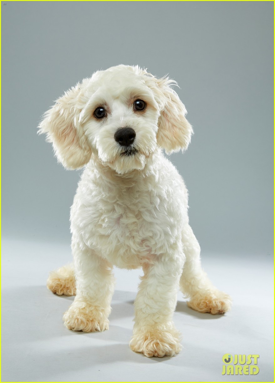 When is the Puppy Bowl? Plus, We've Got Photos! | Photo 1066783 - Photo