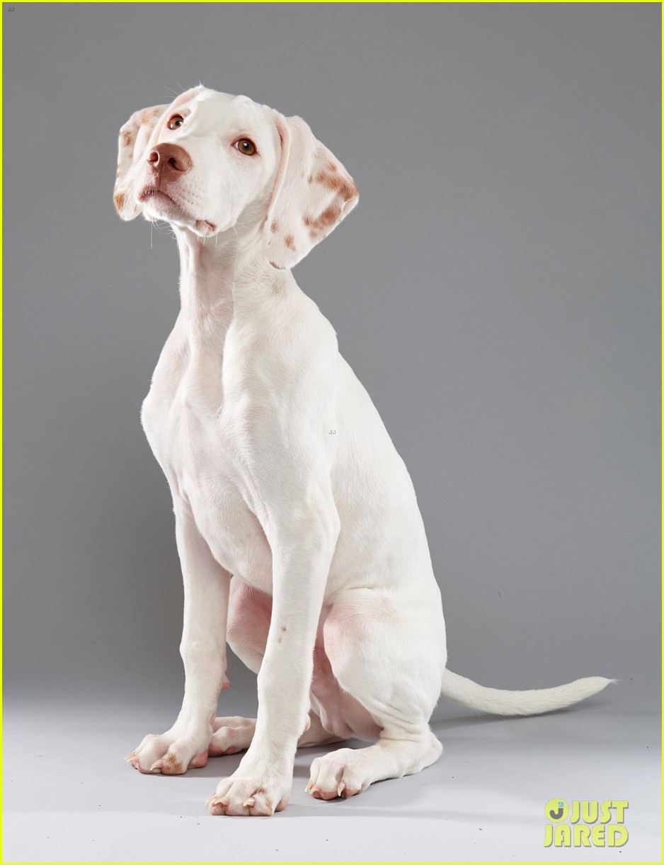When is the Puppy Bowl? Plus, We've Got Photos! | Photo 1066794 - Photo