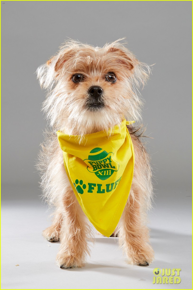 full-sized-photo-of-what-is-the-puppy-bowl-62-when-is-the-puppy-bowl