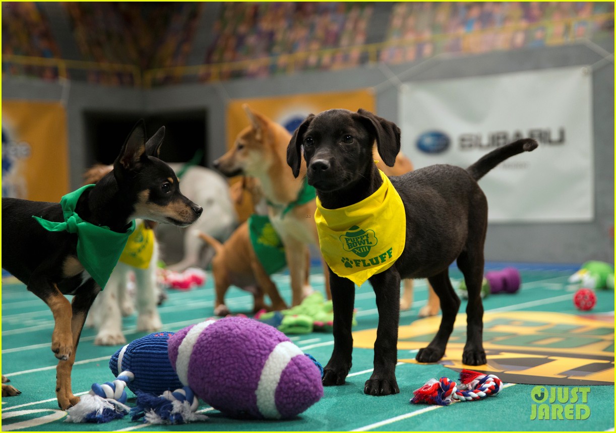 Full Sized Photo of what is the puppy bowl 72 When is the Puppy Bowl