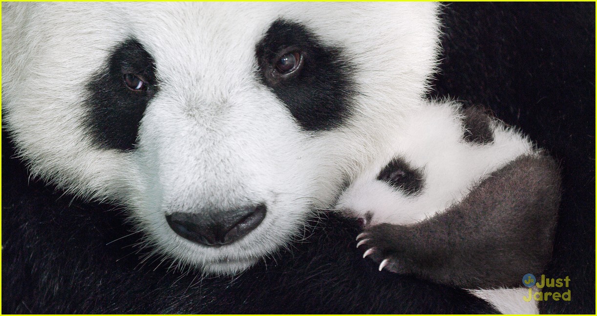 born in china natl panda day new pics 03