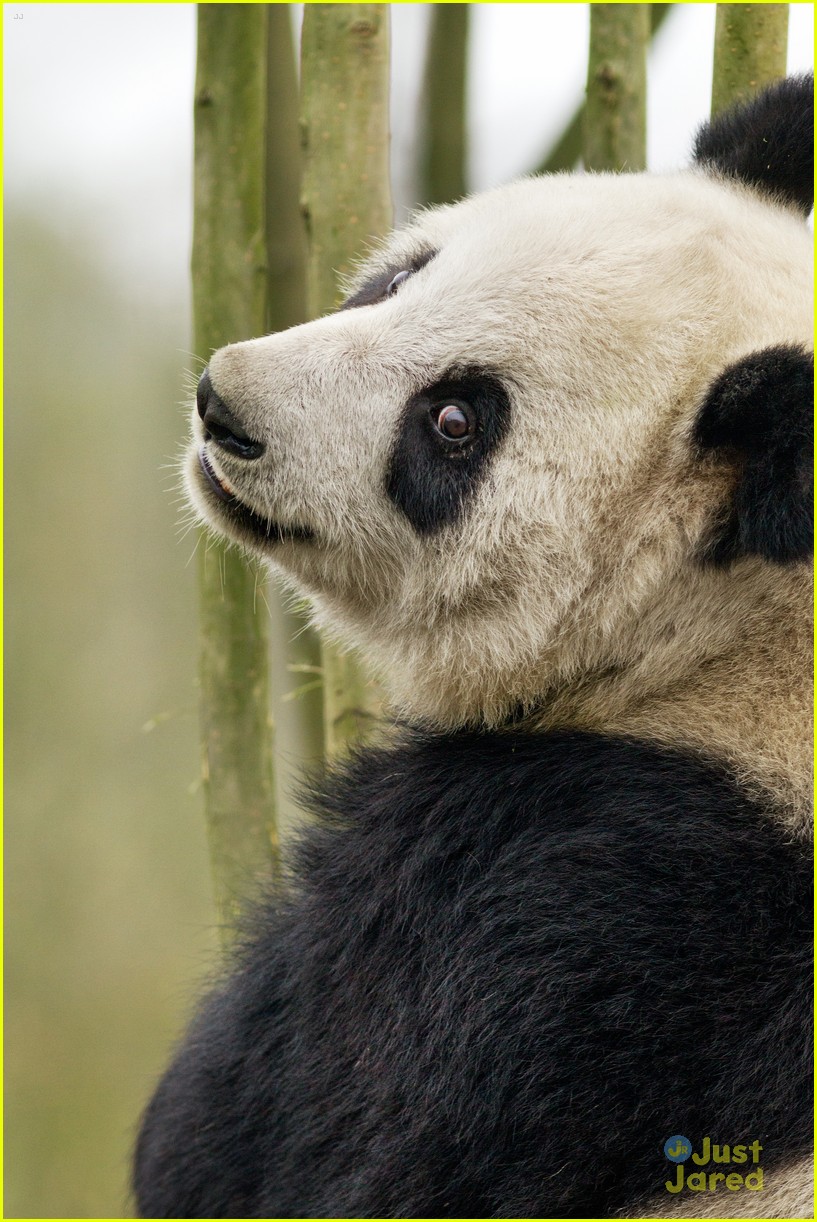 born in china natl panda day new pics 04