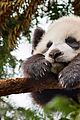 born in china natl panda day new pics 02