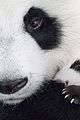 born in china natl panda day new pics 03