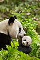 born in china natl panda day new pics 05
