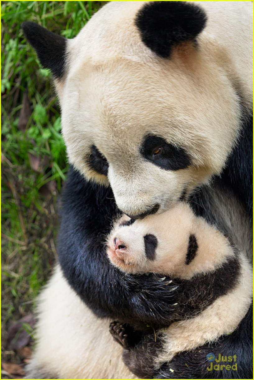 born china snow leopard story pandas monkeys 04
