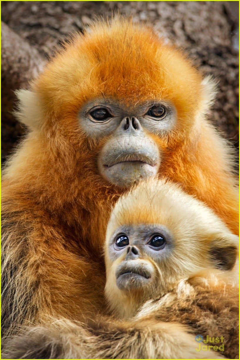 Full Sized Photo of born china snow leopard story pandas monkeys 27