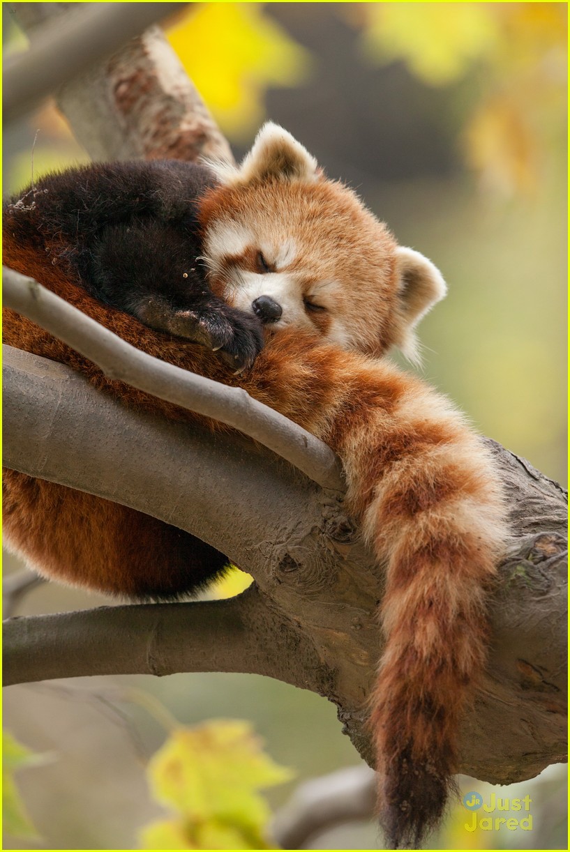 Full Sized Photo of born china snow leopard story pandas monkeys 35