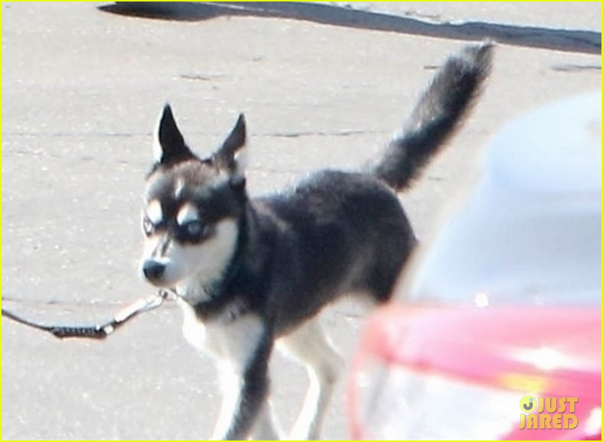 Joe Jonas Leads His Cute Pup Porky on a Stroll Around Town! | Photo