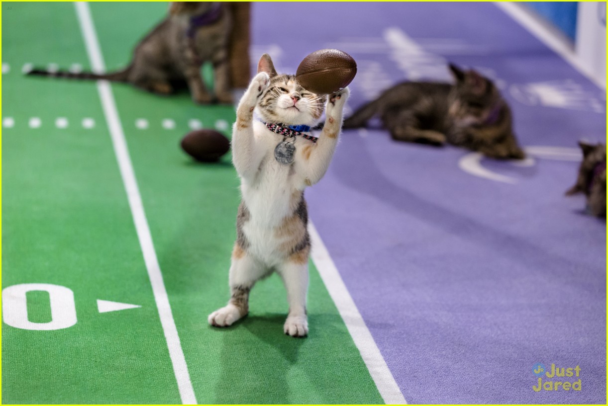 Full Sized Photo of kitten bowl super bowl weekend pics 01 Kitten