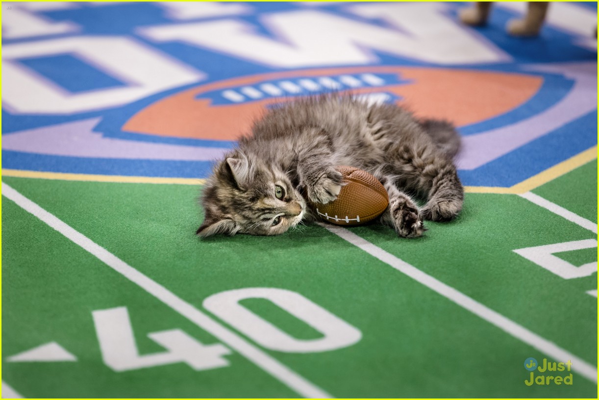 Kitten Bowl V Is Here & Here's How You Can Watch! Photo 1137331