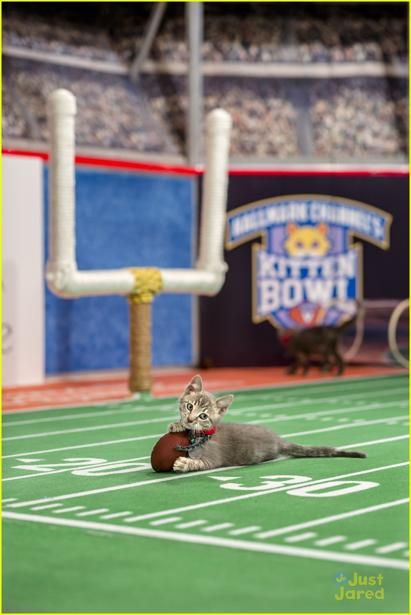 Kitten Bowl V Is Here & Here's How You Can Watch! Photo 1137332