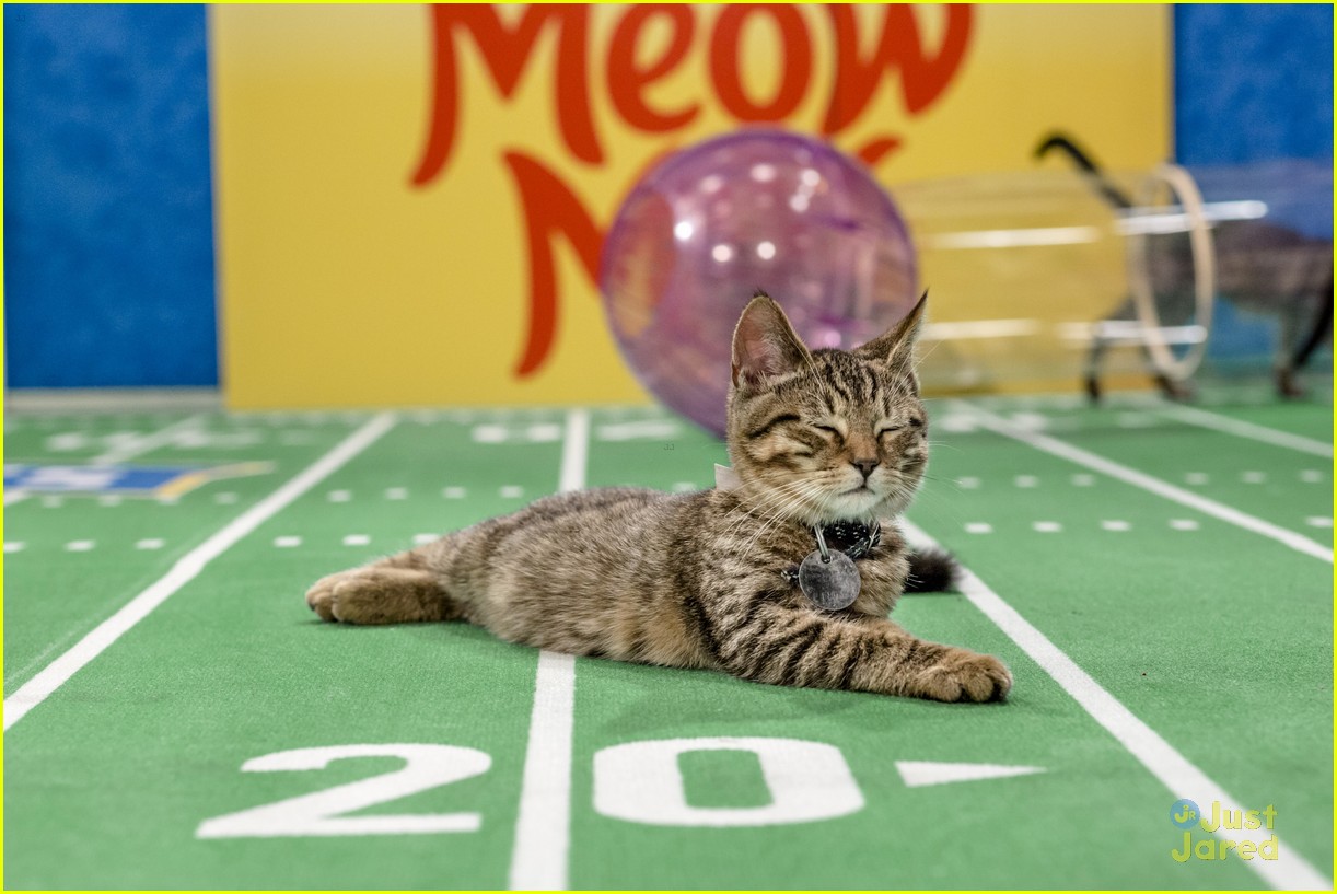 Kitten Bowl V Is Here & Here's How You Can Watch! Photo 1137334