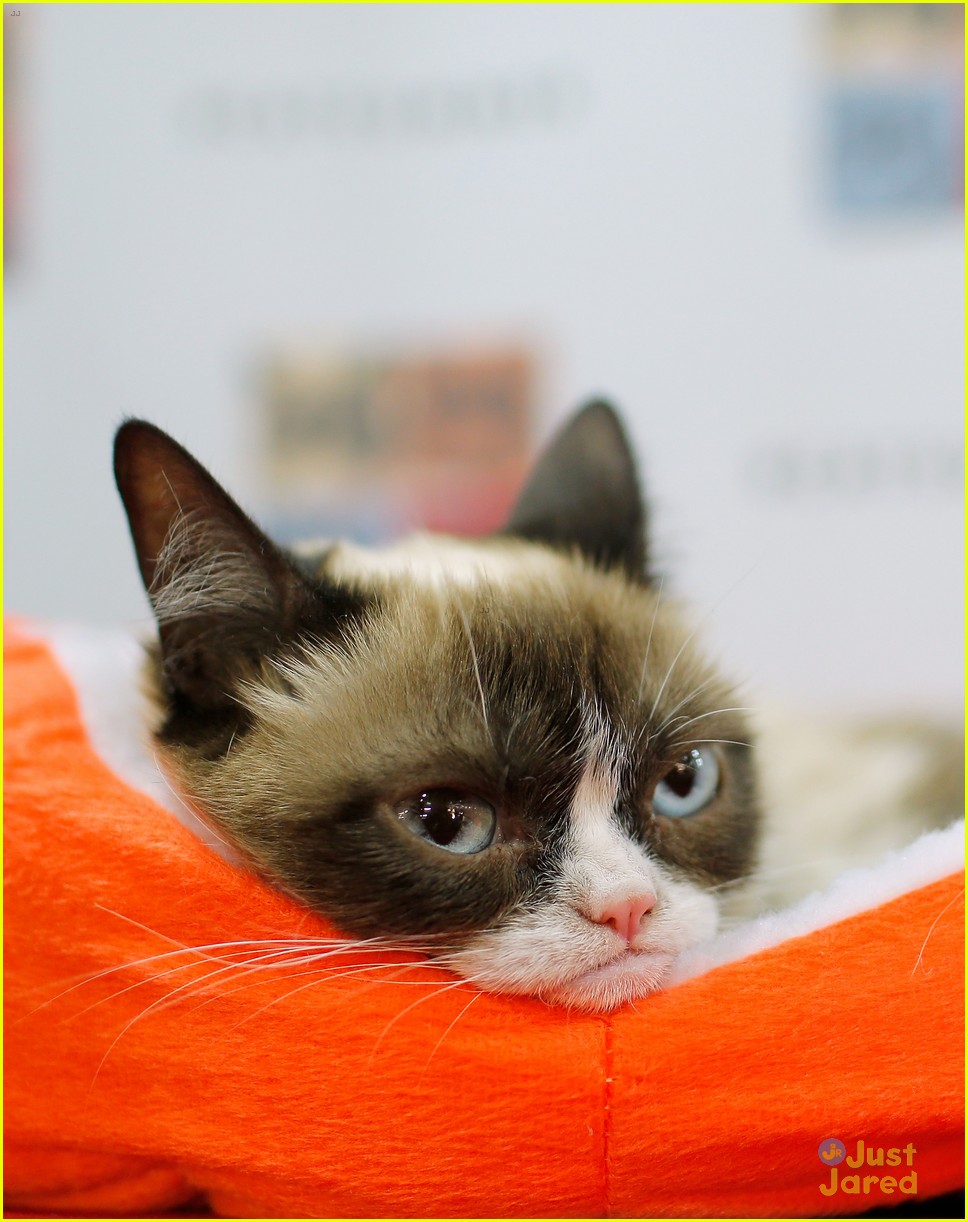 Internet Famous Feline Grumpy Cat Passes Away | Photo 1236160 - Photo ...