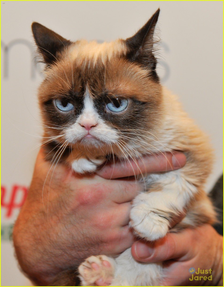 Internet Famous Feline Grumpy Cat Passes Away | Photo 1236162 - Photo ...