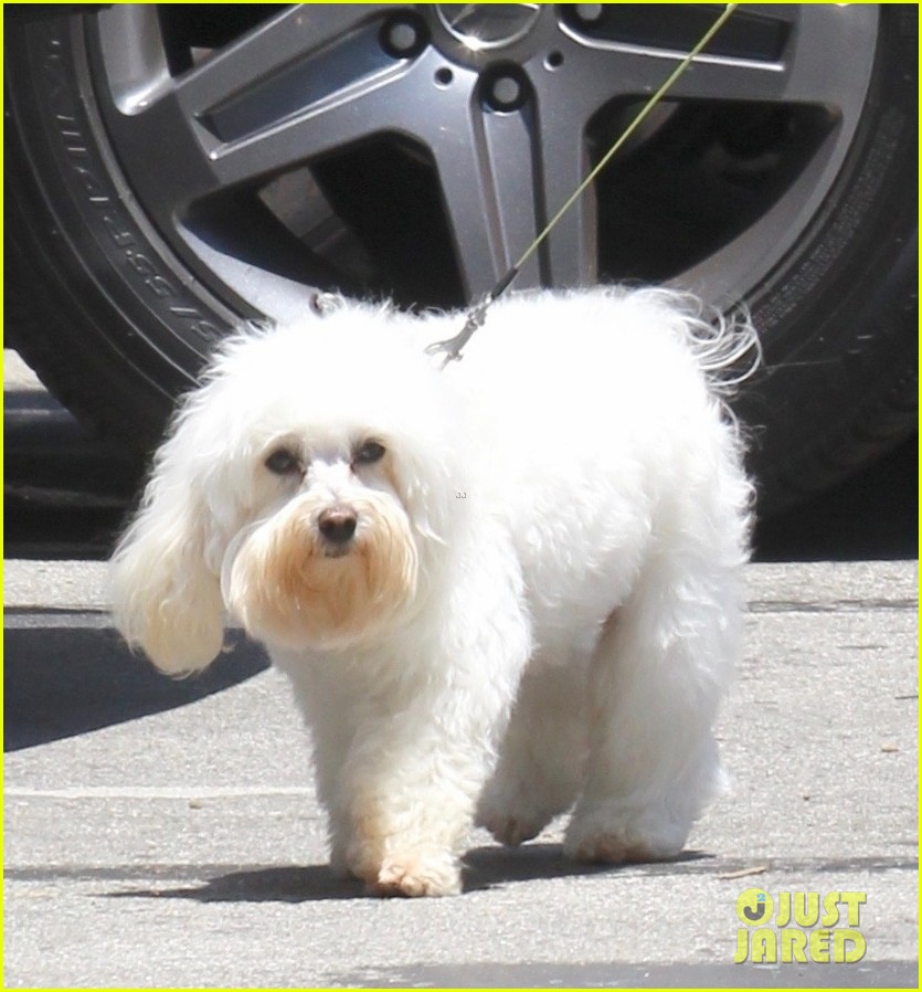 Full Sized Photo of lucy hale walks dog elvis 11 | Lucy Hale Takes Her