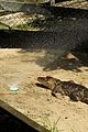 kaya scodelario crawl alligator event 22