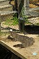 kaya scodelario crawl alligator event 23