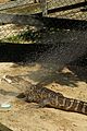 kaya scodelario crawl alligator event 24