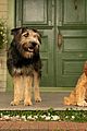 disneys live action lady and tramp gets new trailer 03.