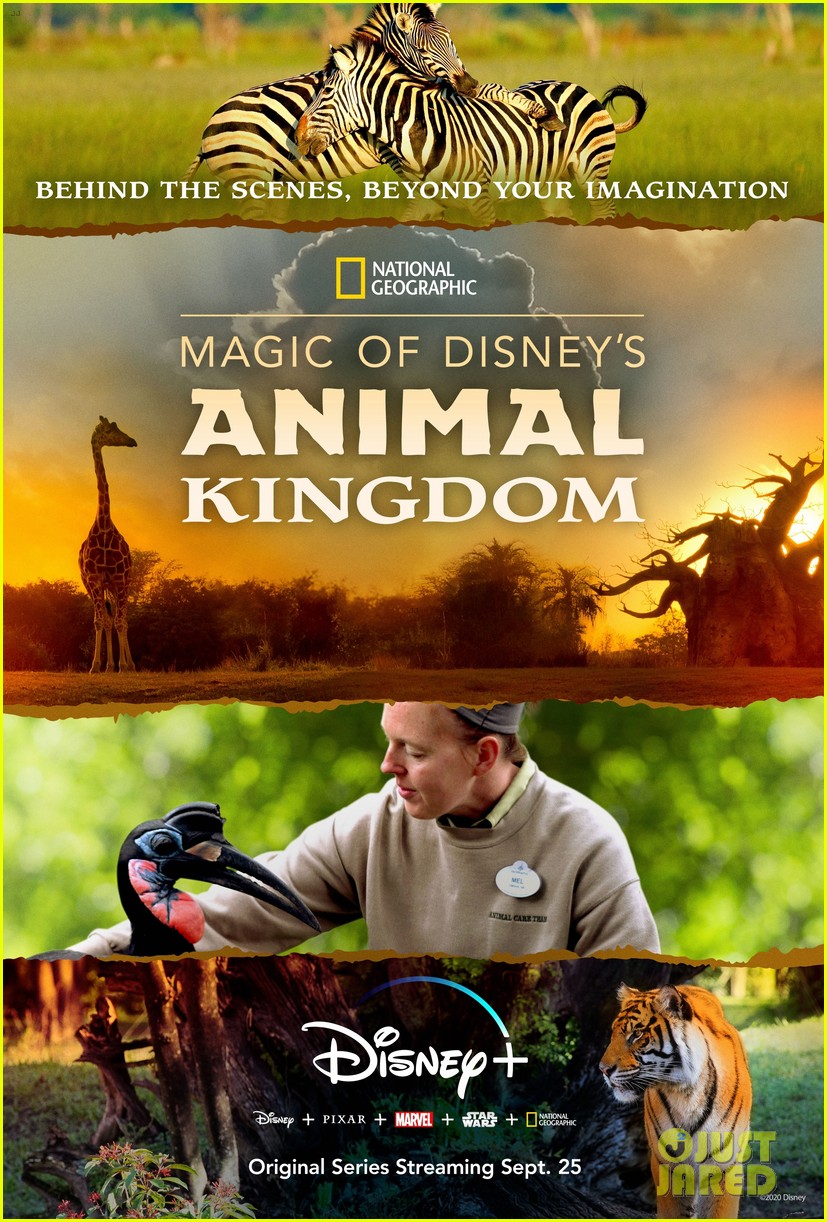 disney plus to take fans behind the scenes of animal kingdom 08.