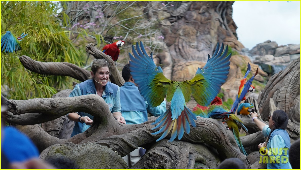 disney plus to take fans behind the scenes of animal kingdom 12.