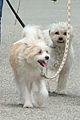 lili reinhart goes on birthday dog walk with riverdale besties 02