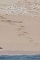 tom holland paddle boarding harry cabo 15