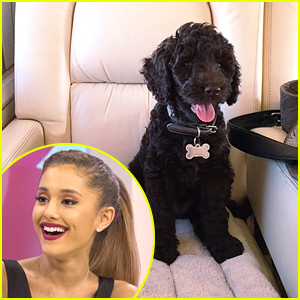 Ariana Grande Gets A New Puppy â€“ Meet Sirius Black! | Ariana Grande,  Celebrity Pets | Just Jared Jr.
