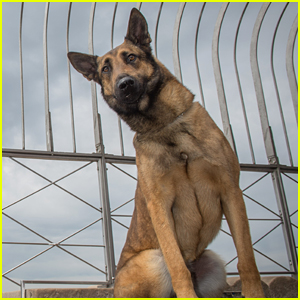 max full movie 2015 dog