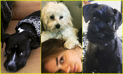 The 10 Cutest Celebrity Dogs -- Ranked
