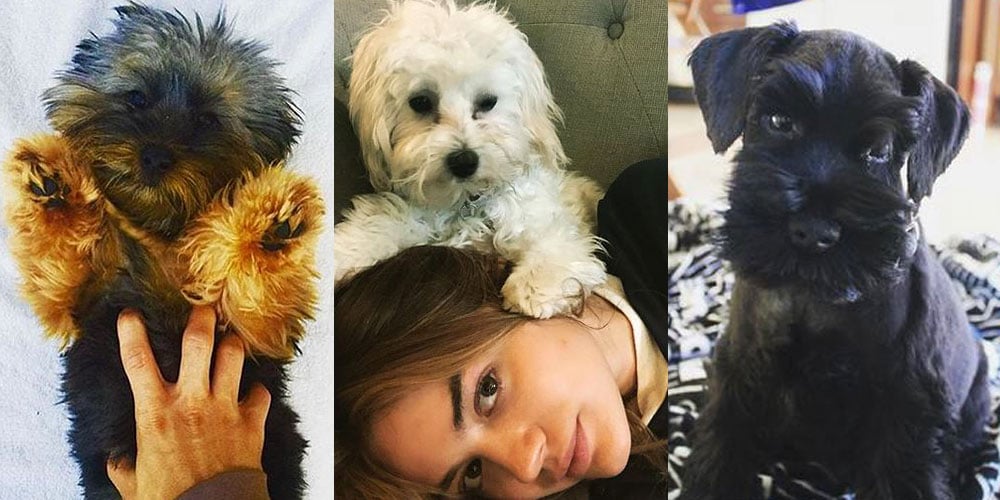 The 10 Cutest Celebrity Dogs — Ranked Amanda Seyfried, Ashley Tisdale, Celebrity Pets, Chrissy