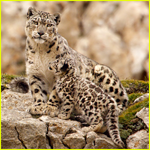 'Born in China's Snow Leopard Storyline Will Tear Your Heart in Pieces