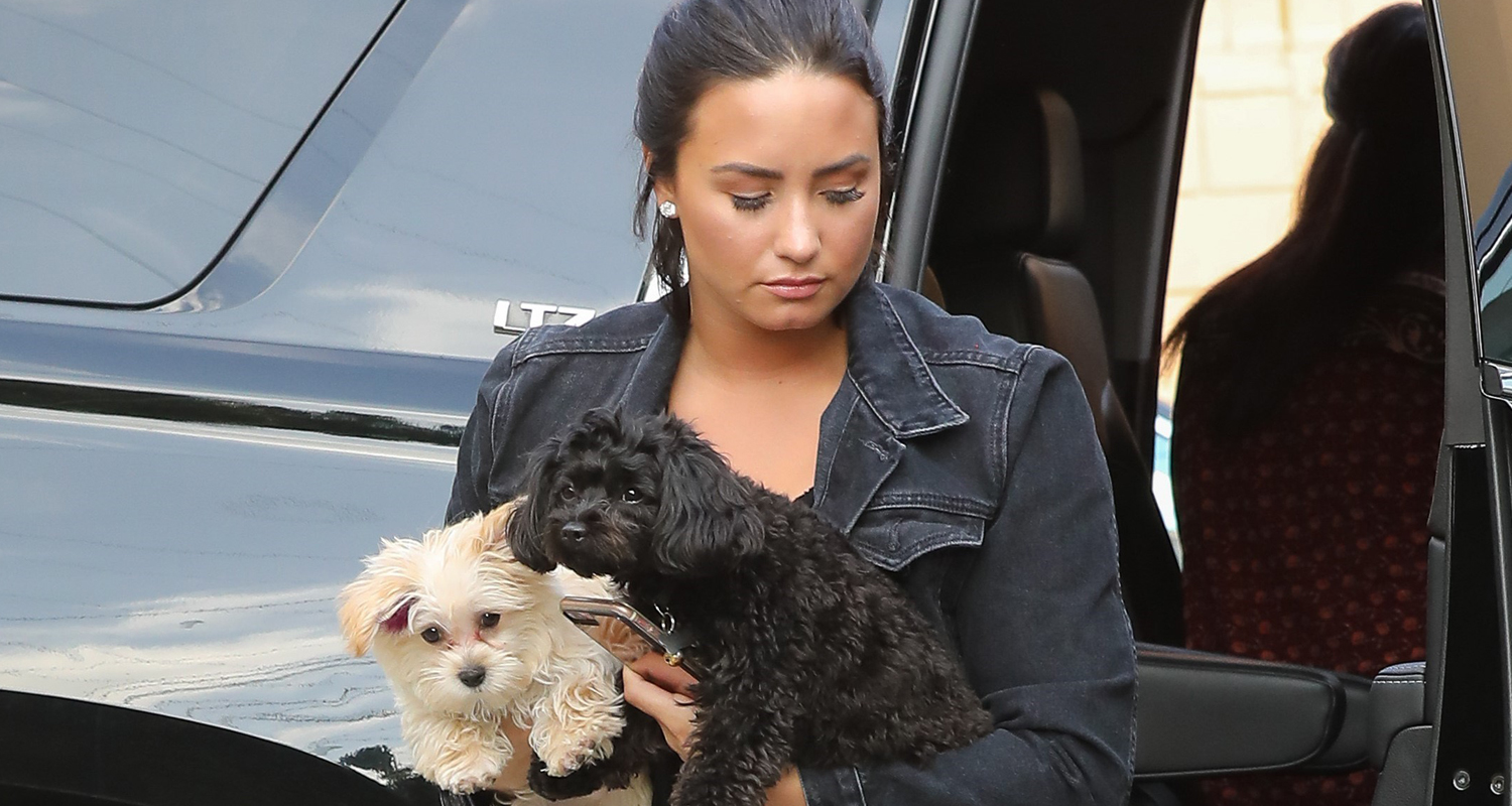 Demi Lovato Brings an Armful of Puppies to the Studio! | Demi Lovato ...