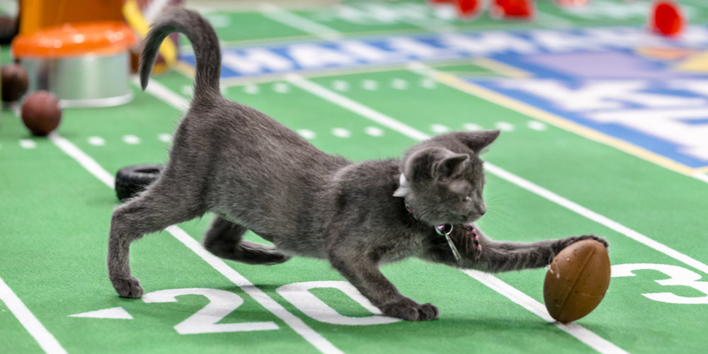 Kitten Bowl V Is Here & Here’s How You Can Watch! Kitten Bowl