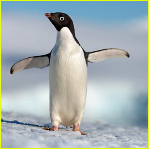 Steve The Penguin Is The Clear Star of Disneynature's 'Penguins' - Watch The Trailer!