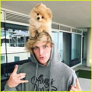 Logan paul big sales dog