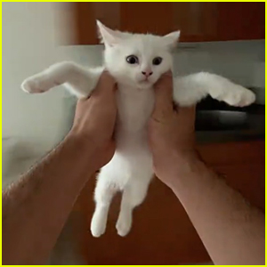 Cute New Trend Alert: TikTok Users Spin Their Cats & Dogs to Taylor Swift's Song
